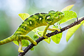 Malagasy Giant Chameleon (Furcifer oustaleti), Anja Community Reserve, Haute Matsiatra Region, Madagascar, Africa