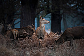 Red Deer (Cervus elaphus) in Richmond Park, Richmond, London, England, United Kingdom, Europe