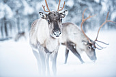 Reindeer at Torassieppi Reindeer Farm, Lapland, Finland, Europe