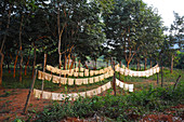 Frisch hergestellte Gummiblätter zum Trocknen auf der Gummiplantage, Kreis Dhenkanal, Odisha, Indien, Asien