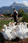 Landwirt mit weißen Gänsen, Festival Domancy, Haute-Savoie, Frankreich, Europa