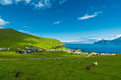 Schafe auf der Weide, Gjogv, Eysturoy-Insel, Färöer, Dänemark, Europa