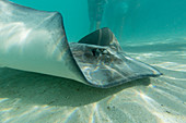 Riesiger Stechrochen (Dasyatis spp.), Der mit Touristen im seichten Wasser von Stingray City, Gesellschaftsinseln, Französisch-Polynesien, Südpazifik, Pazifik kreuzt