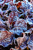 Close-up of frost covered lettuce in a garden in the autumn