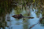 Kopf eines Alligators im Wasser, Okefenokee National Wildlife Refuge, Georgia, USA