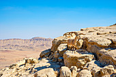 View of single Nubian ibex (Capra nubiana) in Negev Desert, Mitzpe Ramon, Southern District, Israel