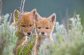 Kojotewelpen, die sich im Gras verstecken, Jackson Hole, Wyoming, USA