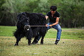 Man trying to tame yak bronco, Bulgan, Central Mongolia, Mongolia