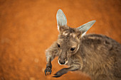 Känguru im Zoo von Perth, Australien