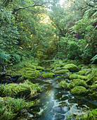 Rainforest, Omanawa Gorge, Bay of Plenty, North Island, New Zealand, Oceania