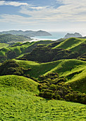 Coast near Wharariki Beach, Tasman, South Island, New Zealand, Oceania