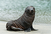 young seals, Wharariki Beach, Tasman, South Island, New Zealand, Oceania