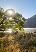 Weiden am Lake Grasmere, Arthur's Pass Nationalpark, Canterbury, Südinsel, Neuseeland, Ozeanien