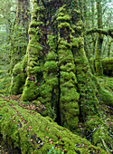 Regenwald am Lake Gunn Walkway, Fiordland Nationalpark, Southland, Südinsel, Neuseeland, Ozeanien