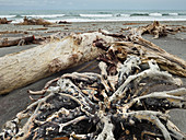 Treibholz am Maori Beach, Bruce Bay, West Coast, Südinsel, Neuseeland, Ozeanien