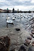 Flussufer an der Moldau mit Schwänen, Blick auf die Karlsbrücke, Prag, Tschechien