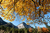 Karwendel mountains with beech in autumn colors in the foreground, Hinteriss, Tyrol, Austria