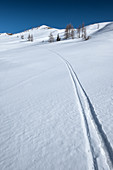 Ski tracks in the snow in the background isolated larches and firs on the Passo di Giau, Dolomites, Cortina d'Ampezzo, Belluna, Italy
