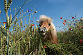 Pony auf Wildblumenwiese