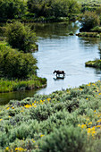 Elch überquert den Fluss in Picabo, Idaho, USA