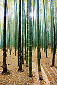Bambuswald, Kyoto, Japan