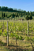 Beautiful Vineyard,Tuscany, Italy