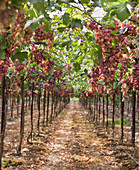 Grapes on Vine in Vineyard, Amikam, Israel
