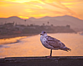 Seagull on Boardwalk Railing, Cayucos, California, USA