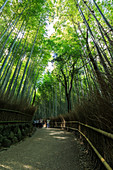 The bamboo forest in Kyoto, Japan