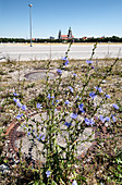 Flowers in front of manhole cover on the Theresienwiese, in the background the Paulskirche, Munich, Bavaria, Germany