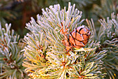 Frozen pine cone, Magadan region, Russia