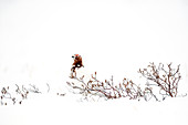 Schneehahn (Lagopus lagopus) im Winter, Taymyr Halbinsel, Sibirien, Russland