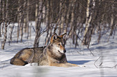 Wolf (Canis Lupus) im Schnee, Tver, Russland
