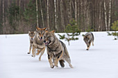 Wölfe (Canis Lupus) rennen der durch Schnee, Tver, Russland