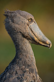 Schuhschnabel (Balaeniceps Rex), Bengweulu Wetlands, Sambia