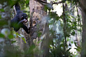 Schimpanse (Pan troglodytes) sucht mit einem Stock nach Beute in Baumhöhle, Bossou, Guinea