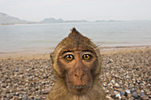 Langschwanzmakak (Macaca fascicularis) am Strand, Khao Sam Roi Yot Nationalpark, Thailand