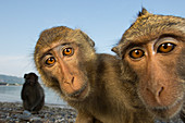 Gruppe von Langschwanzmakaken (Macaca fascicularis) Gruppe, Nationalpark Khao Sam Roi Yot, Thailand