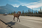 Dickhornschaf (Ovis canadensis) auf der Straße, Icefields Parkway, Jasper National Park, Alberta, Kanada