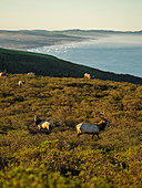 Tule Elk-Männchen (Cervus elaphus nannodes) entlang der Küste, Point Reyes National Seashore, Kalifornien