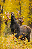 Alaska Elchbulle (Alces alces gigas) in der Herbst-Tundra, Denali Nationalpark, Alaska