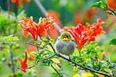 Kap-Weißauge (Zosterops capensis) auf Kap-Geißblatt (Tecomaria capensis), Garten-Weg-Nationalpark, Südafrika