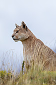 Berglöwe (Puma concolor), Nationalpark Torres Del Paine, Chile