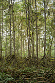 Mangrovenbäume (Rhizophora sp), ökologisches Reservat Cayapas Mataje, Ecuador