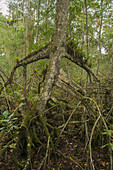 Luftwurzeln der Mangrove (Rhizophora SP), ökologisches Reservat Cayapas Mataje, Ecuador