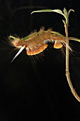 Trägspinner (Lymantriidae), Raupe, Menglun, Yunnan, China