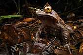 Kobayashi-Hornfrosch (Megophrys kobayashii), Nationalpark Kinabalu, Sabah, Malaysia