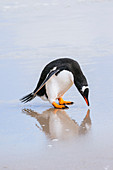 Eselspinguin (Pygoscelis Papua) Reflexion am Strand, Grave Cove, Falkland Islands