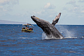 Buckelwal (Megaptera novaeangliae), Walbeobachtungsboot, Maui, Hawaii, (Aufnahme gemäß NMFS-Erlaubnis)