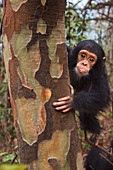 Ostafrikanische Schimpanse (Pan troglodytes schweinfurthii), Nationalpark Gombe, Tansania